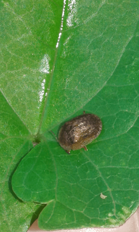 Chrysomelidae : Cassida nebulosa? No, Hypocassida sp.